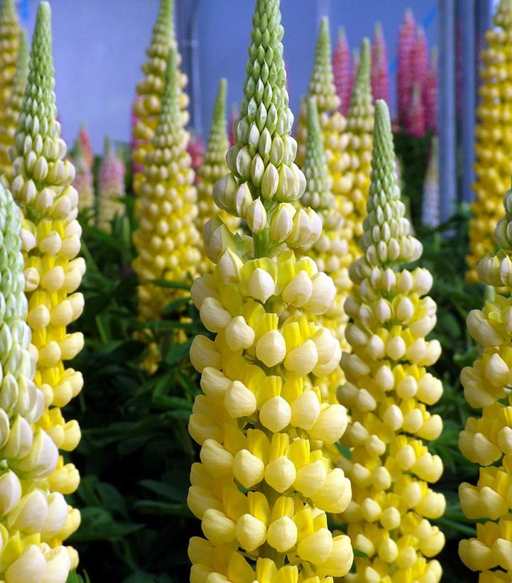 Lupinus polyphyllus Westcountry™ 'Desert Sun'