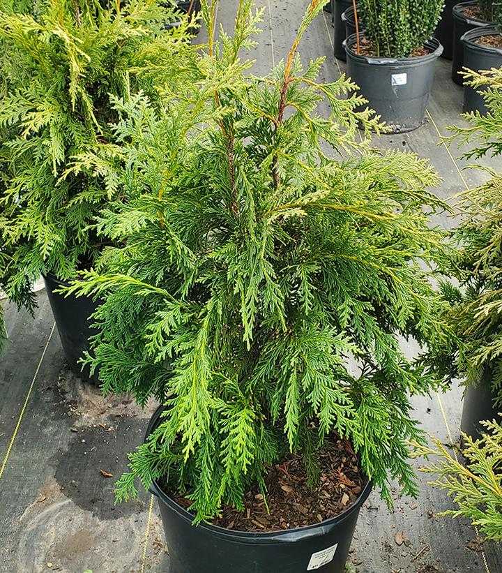 Chamaecyparis nootkatensis 'Glauca'