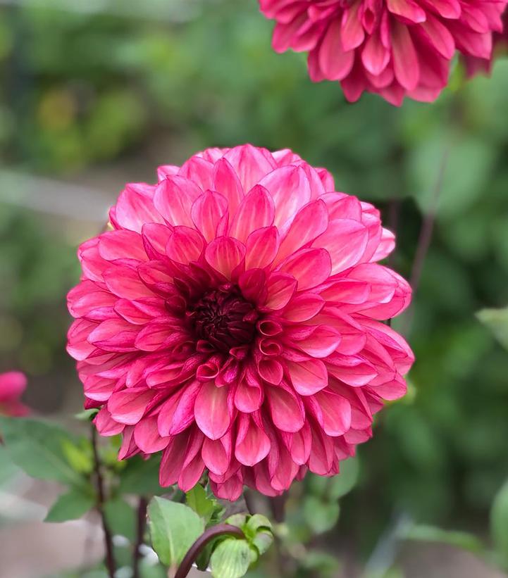 Dahlia 'Bacardi'