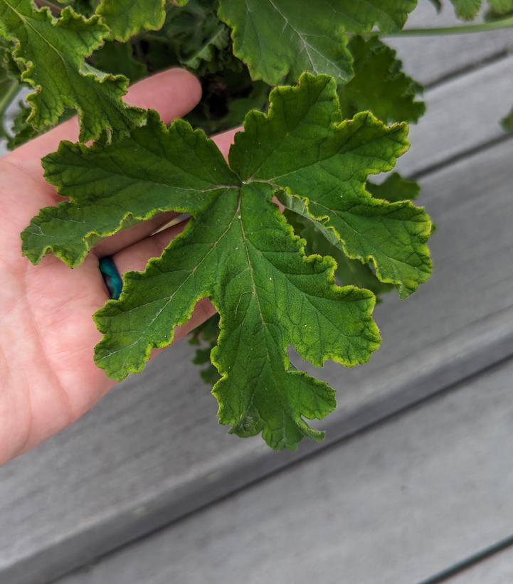 Pelargonium 'Sweet Mimosa'