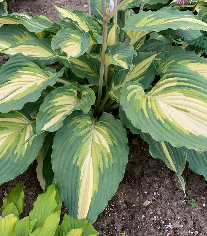 Hosta SHADOWLAND® 'Love Story'