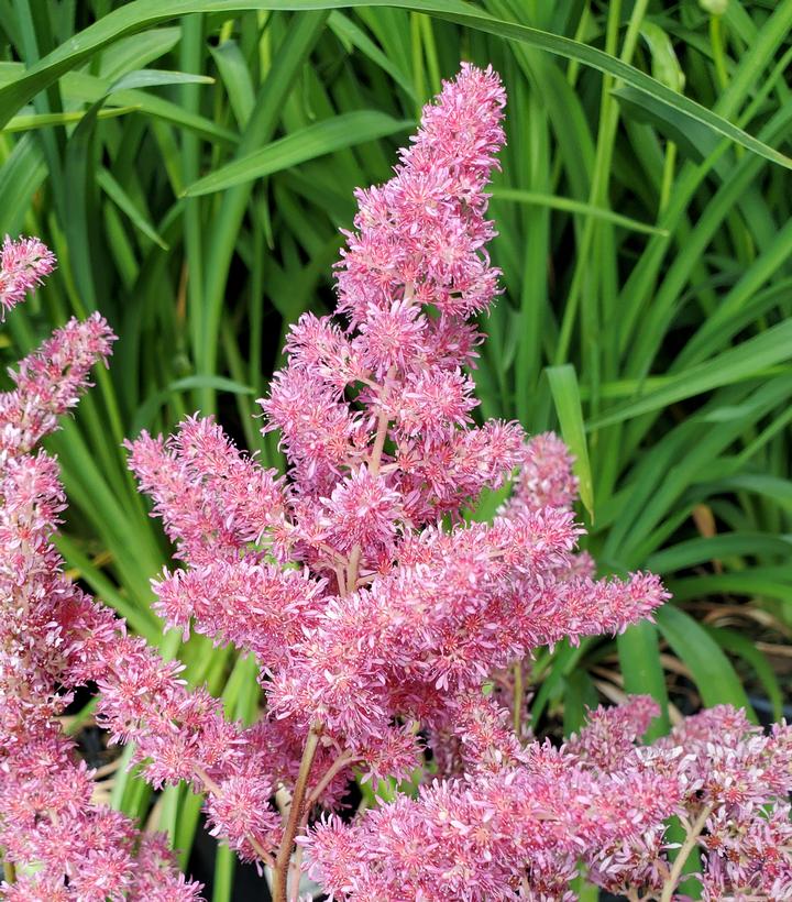 Astilbe japonica 'Rheinland'