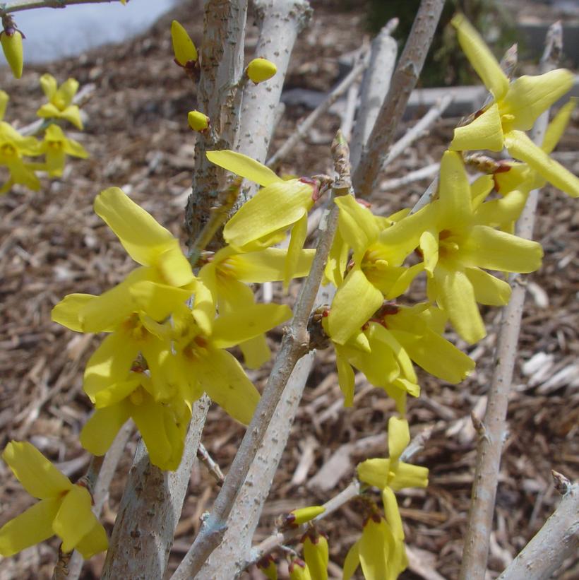 Forsythia x 'Meadowlark'