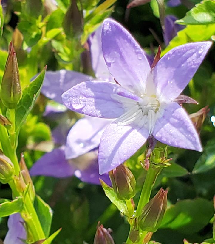 Campanula poscharskyana 