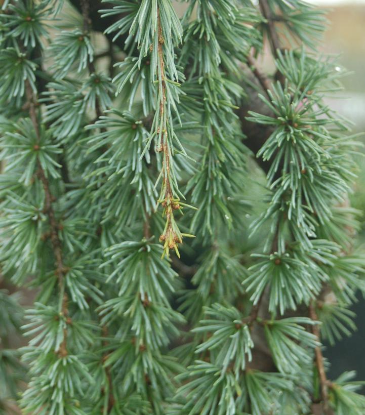 Cedrus atlantica Glauca Pendula