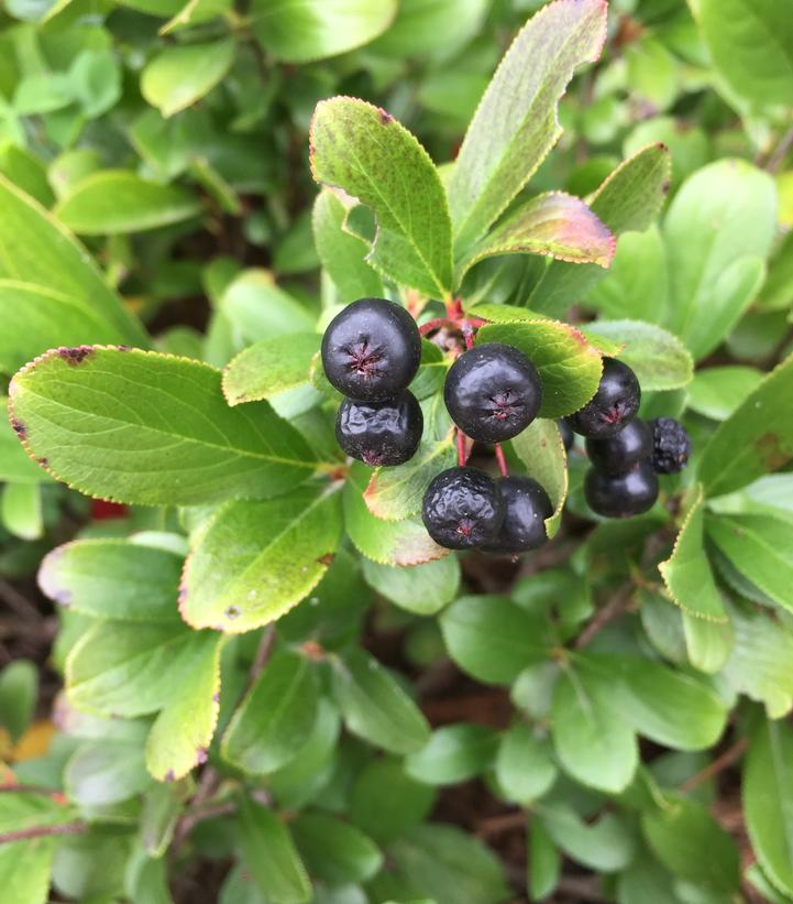 Aronia melanocarpa Low Scape Mound®