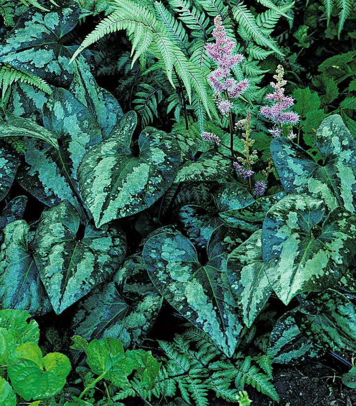 Asarum splendens 