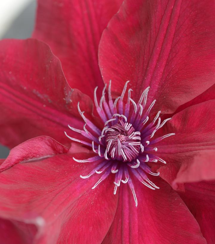 Clematis Nubia™