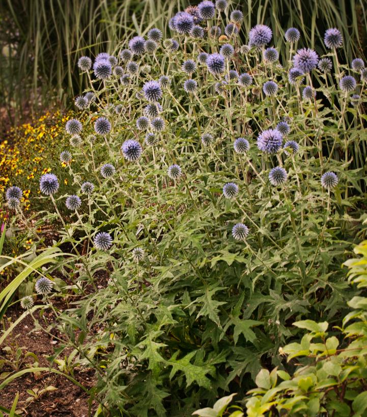 Echinops bannaticus 'Blue Glow'