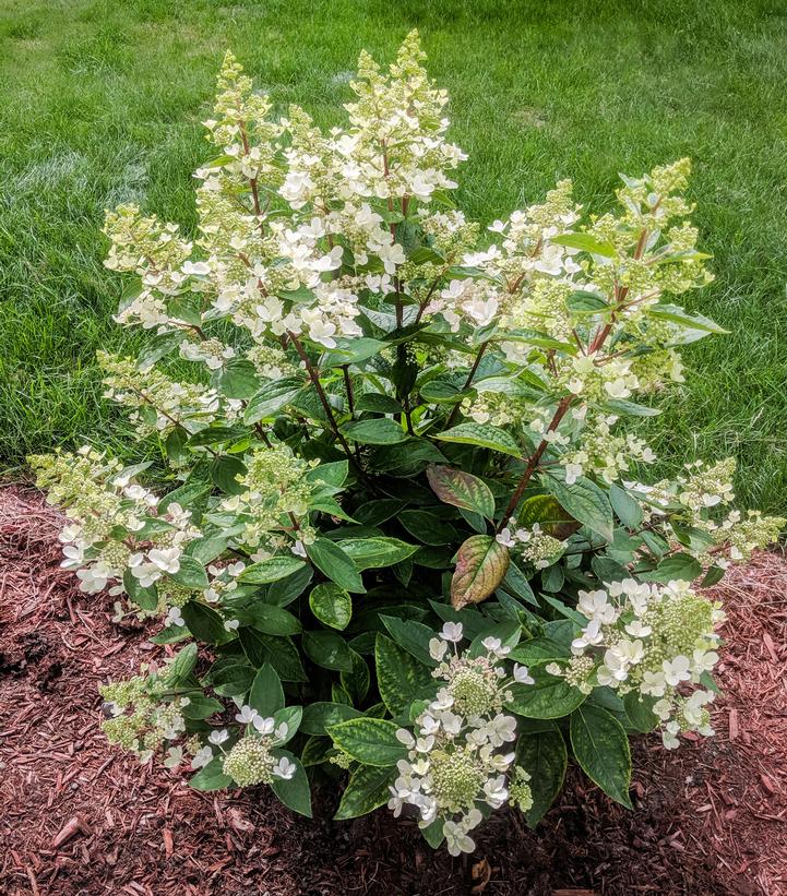 Hydrangea pan. Flare™