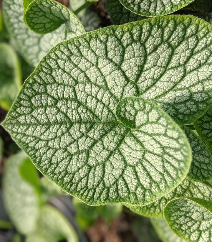 Brunnera macrophylla 'Jack of Diamonds'