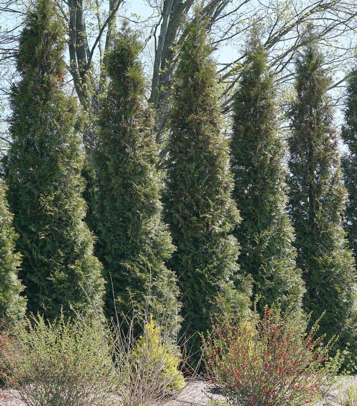 Thuja occidentalis Full Speed A Hedge®