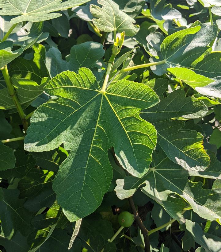 Ficus carica Verns Brown Turkey