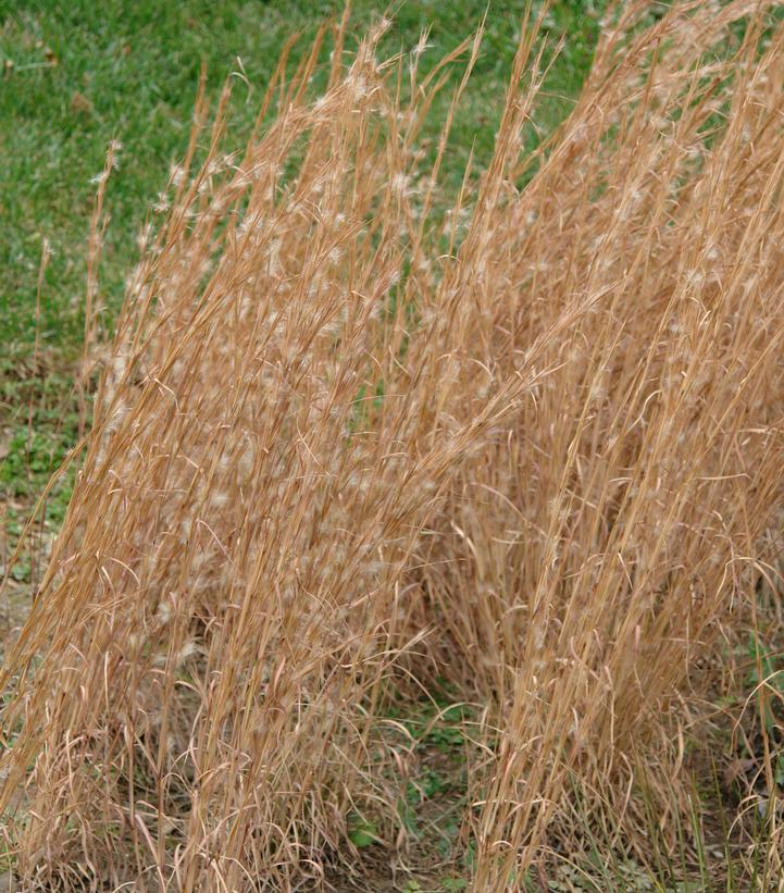 Andropogon virginicus 