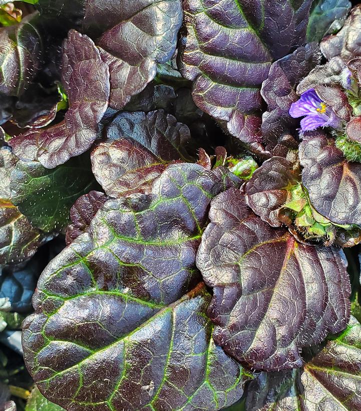 Ajuga Black Scallop