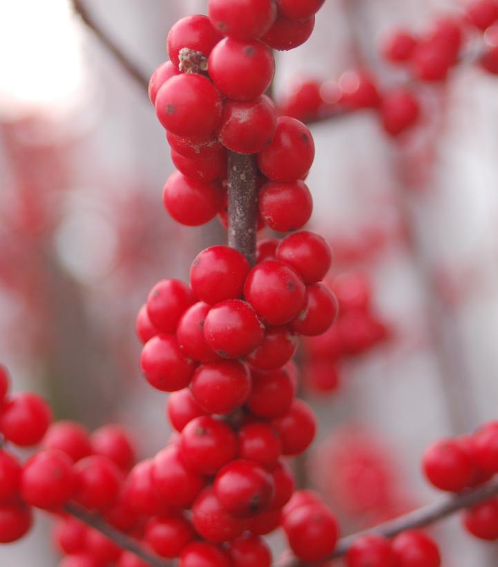 Ilex verticillata Winter Red