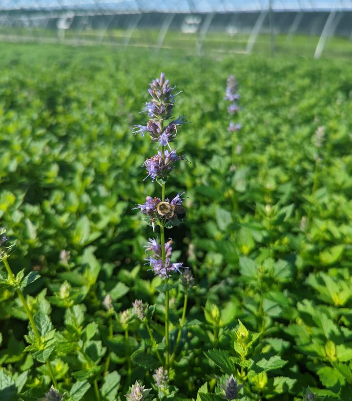 Agastache foeniculum 