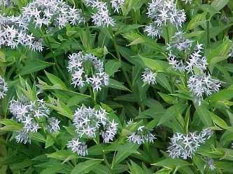 Amsonia tabernaemontana 