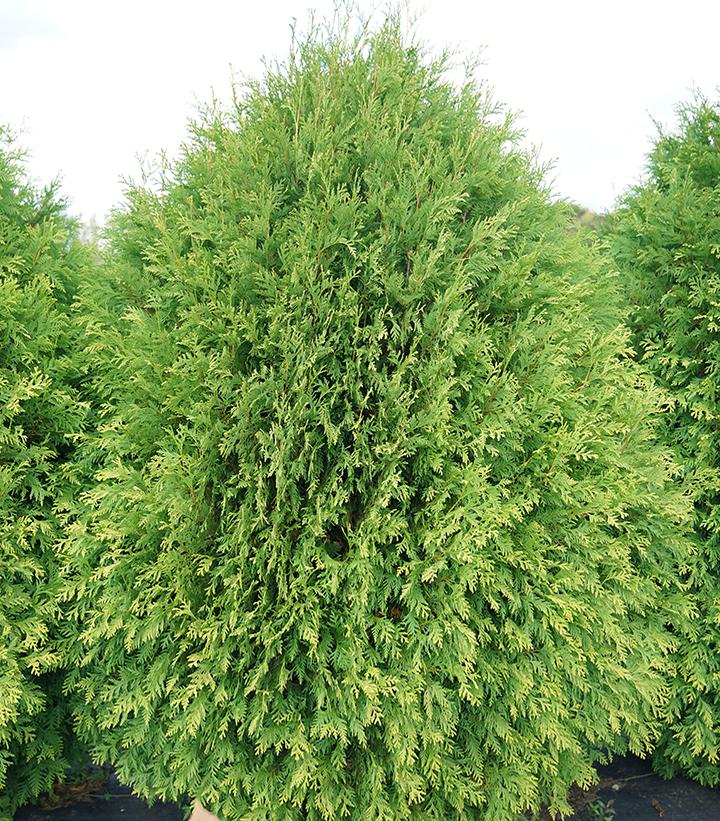 Thuja occidentalis Cheer Drops™