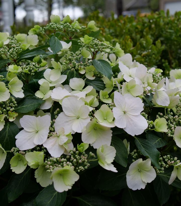 Hydrangea x Fairytrail Bride® Cascade Hydrangea®