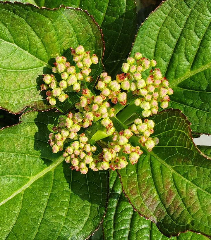 Hydrangea mac. 'Kimono'