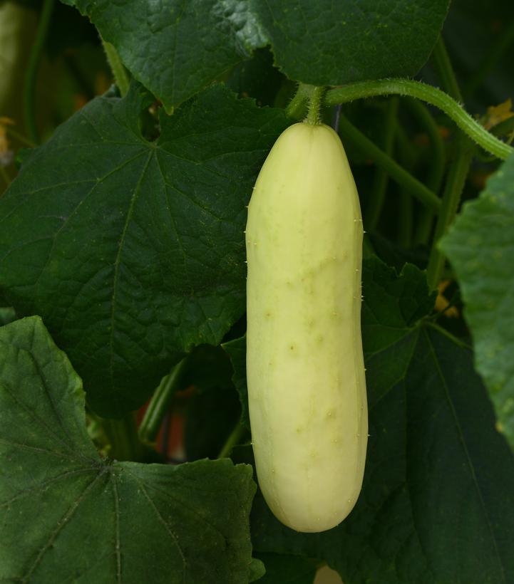 Cucumber 'Martini'