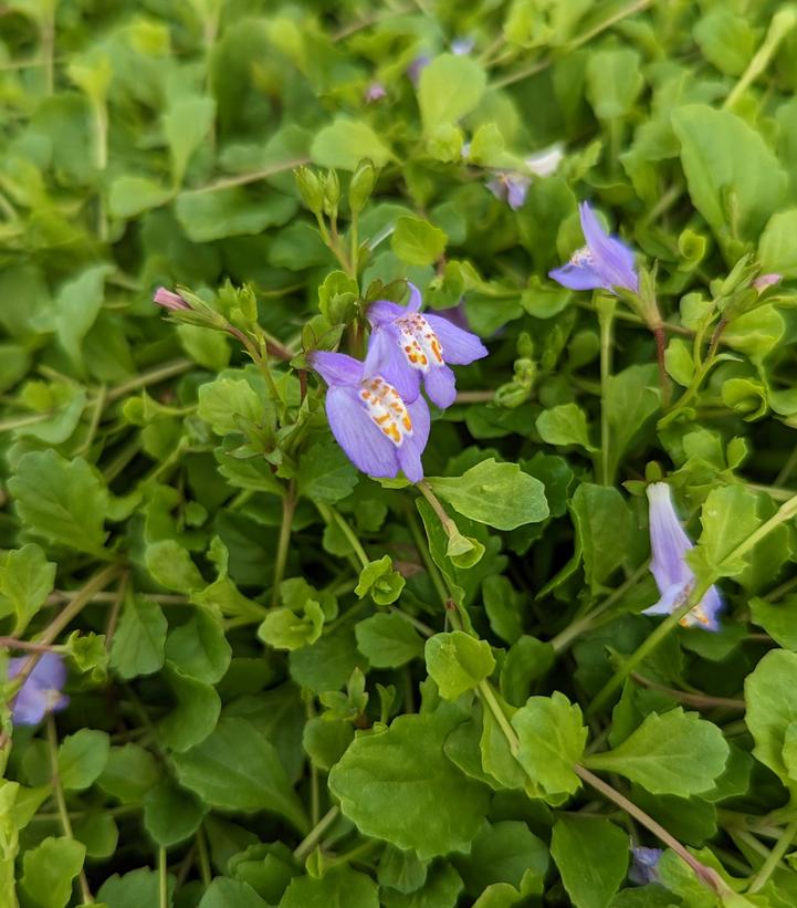 Mazus reptans 