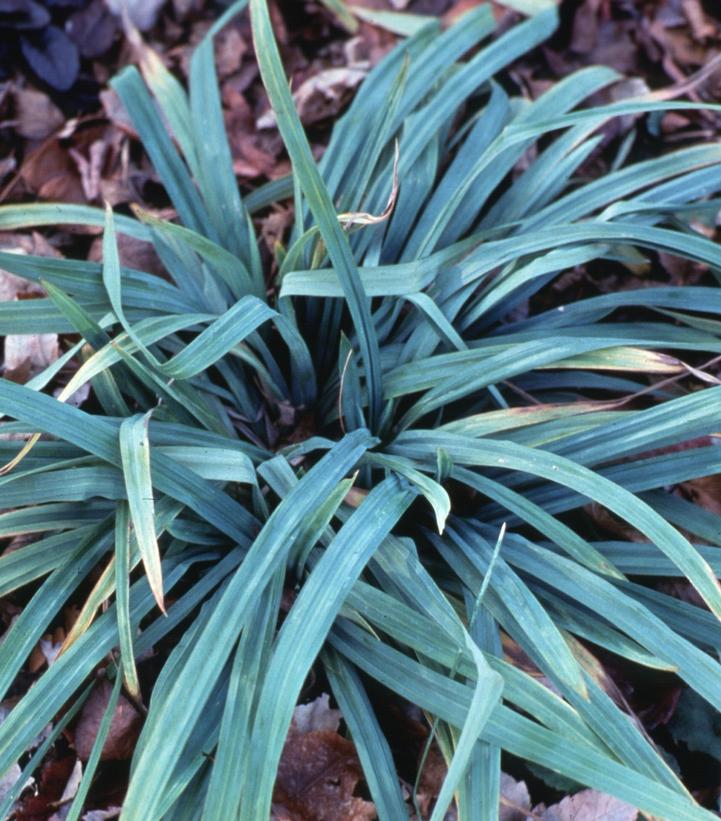 Carex flaccosperma 