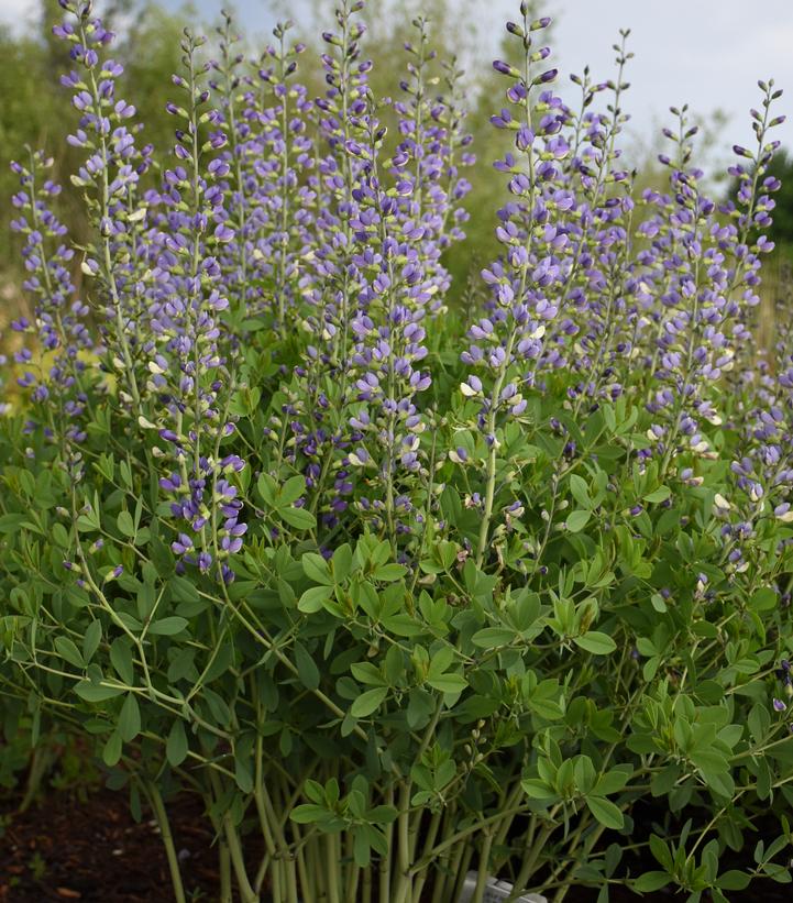 Baptisia hybrid Decadence® Deluxe Blue Bubbly