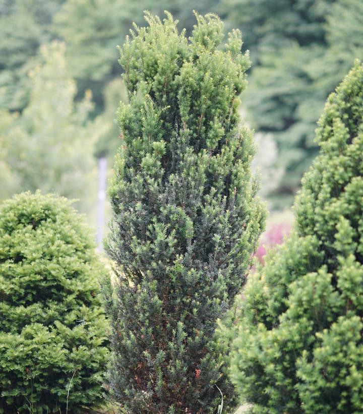 Taxus media Stonehenge®