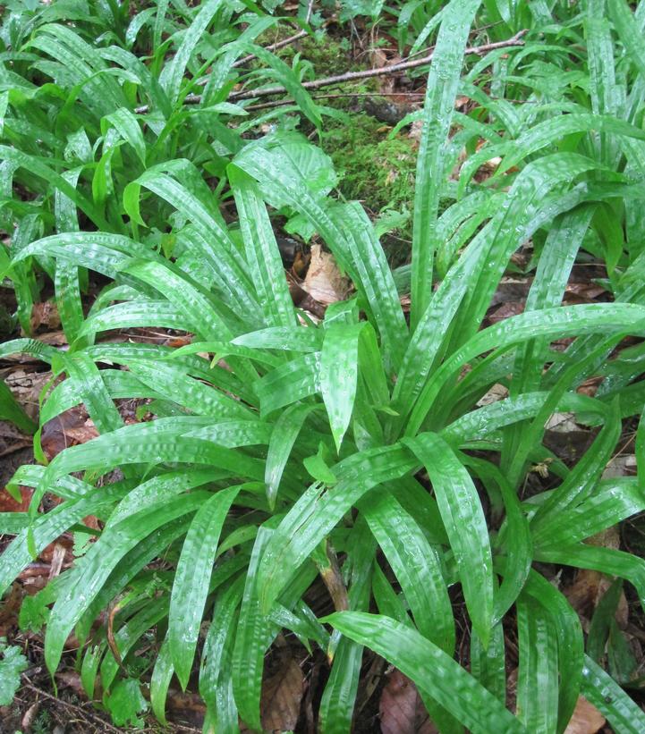 Carex plantaginea 