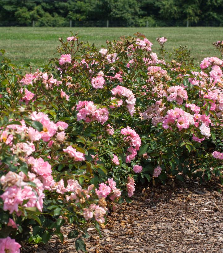 Rosa Blushing Drift®