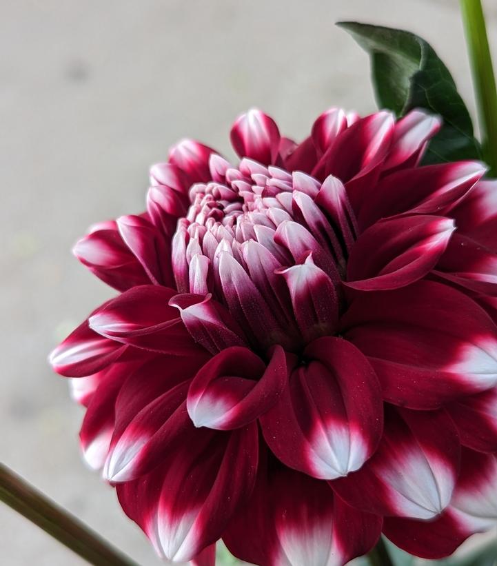 Dahlia 'Checkers'