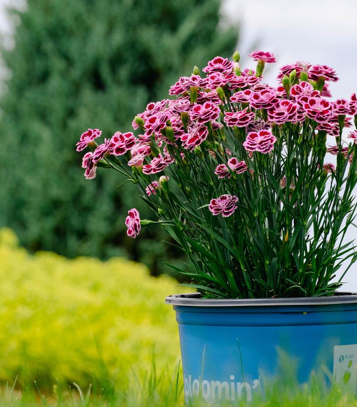 Dianthus plumarius Delilah™ Bicolor Purple