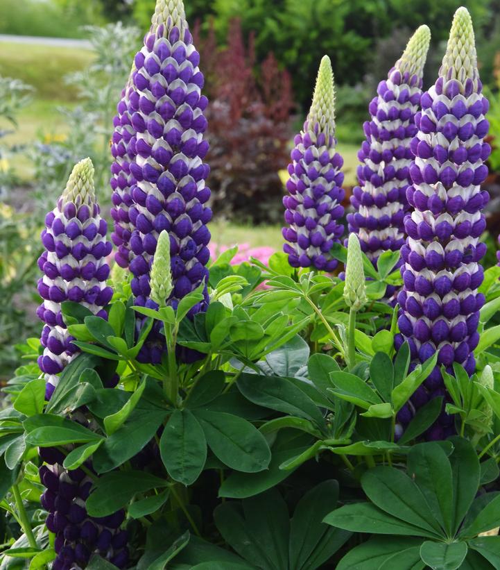 Lupinus polyphyllus Westcountry™ 'Blacksmith'