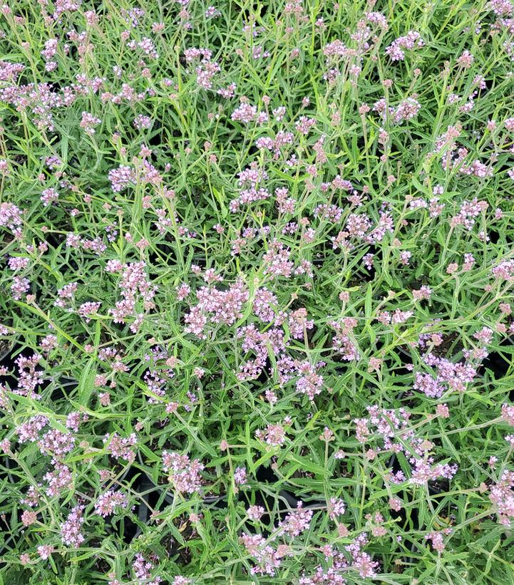 Verbena bonariensis 'Lollipop'