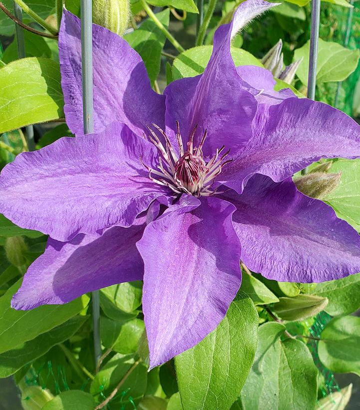 Clematis Lindsay™