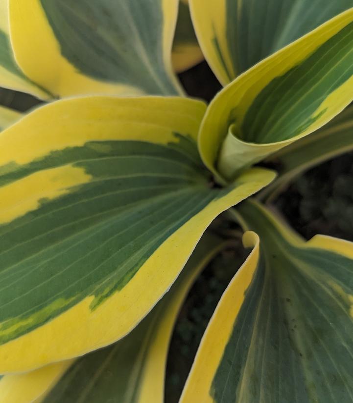 Hosta hybrid Shadowland® Shadowland® Autumn Frost