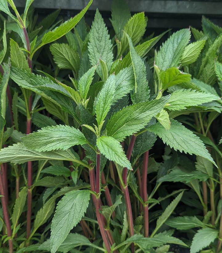 Verbena hastata 