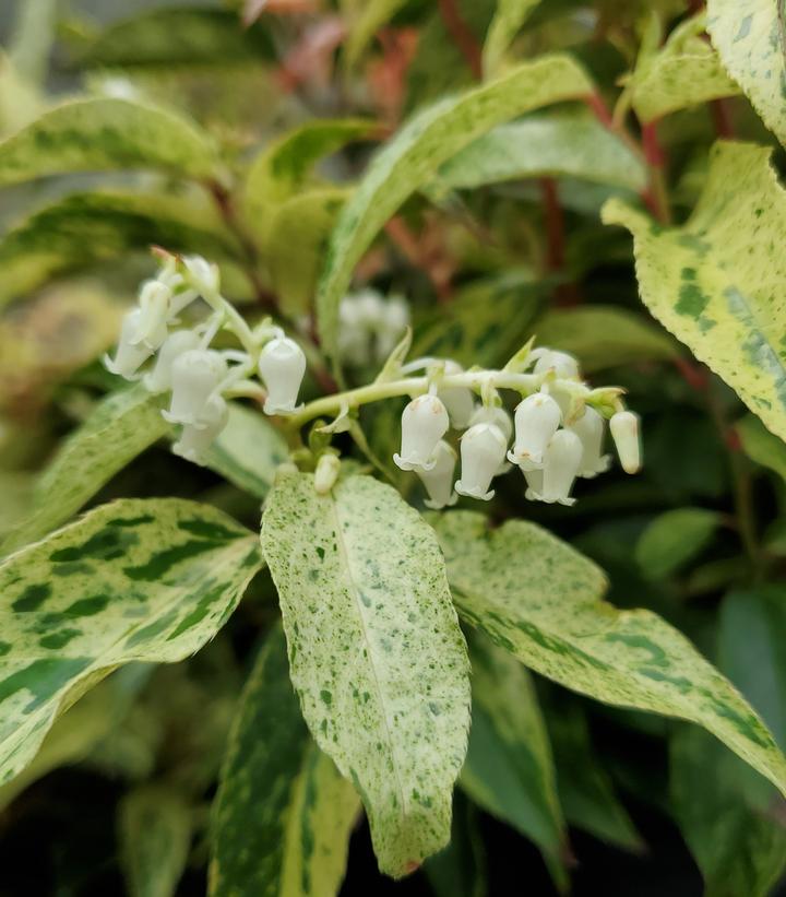 Leucothoe fontanesiana Rainbow