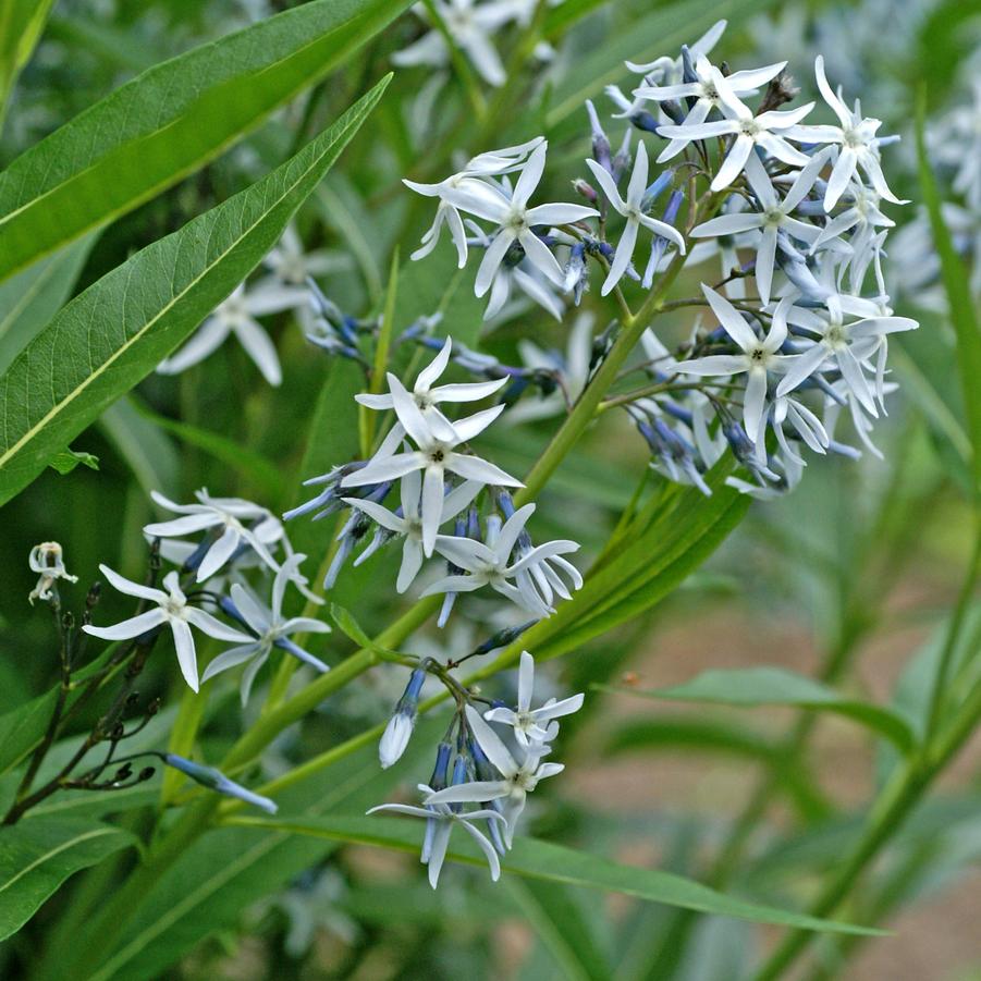 Amsonia tabernaemontana 