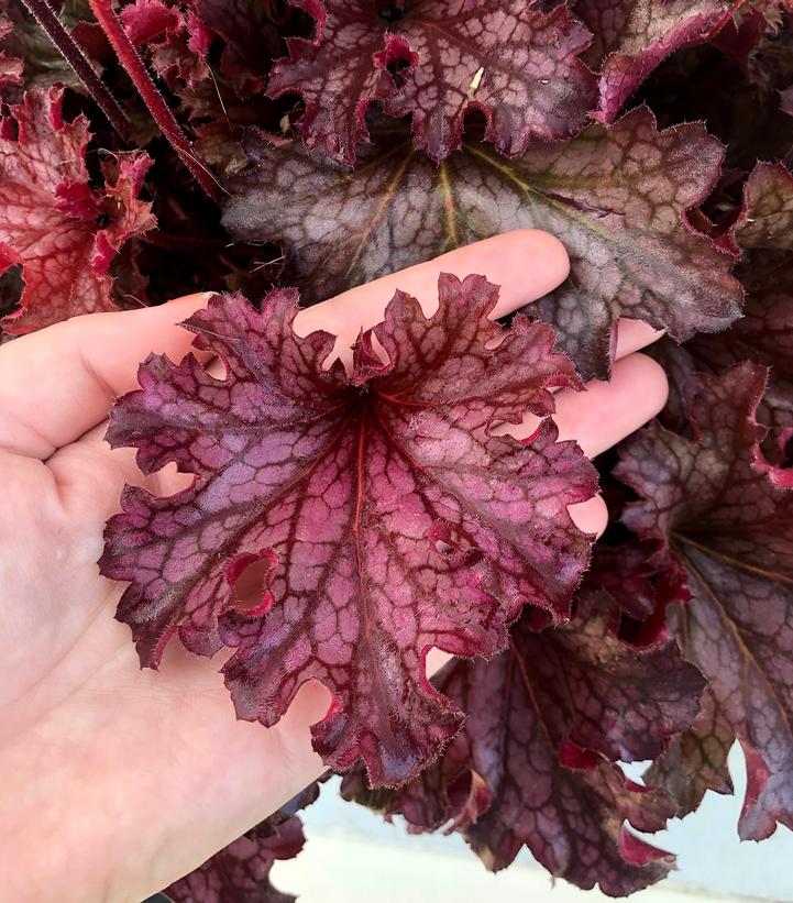 Heuchera 'Ruby Tuesday'