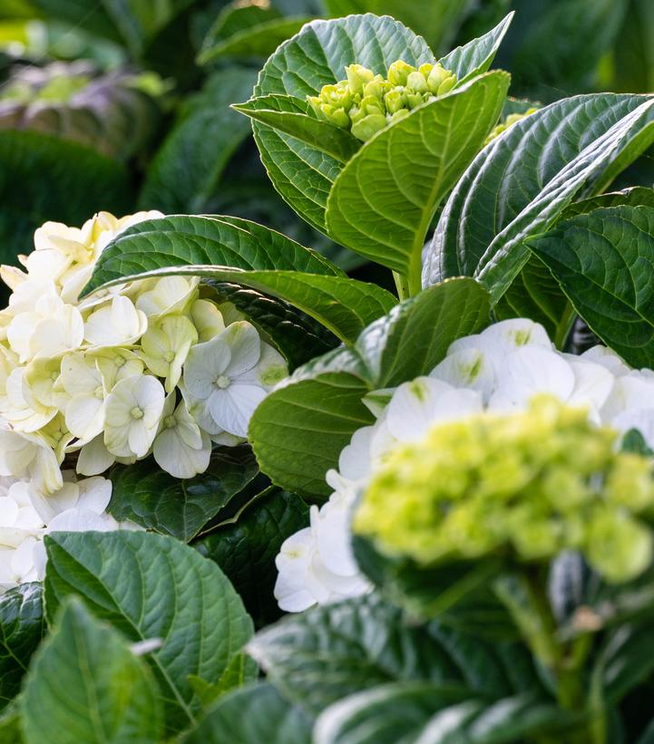 Hydrangea mac. Grin and Tonic™