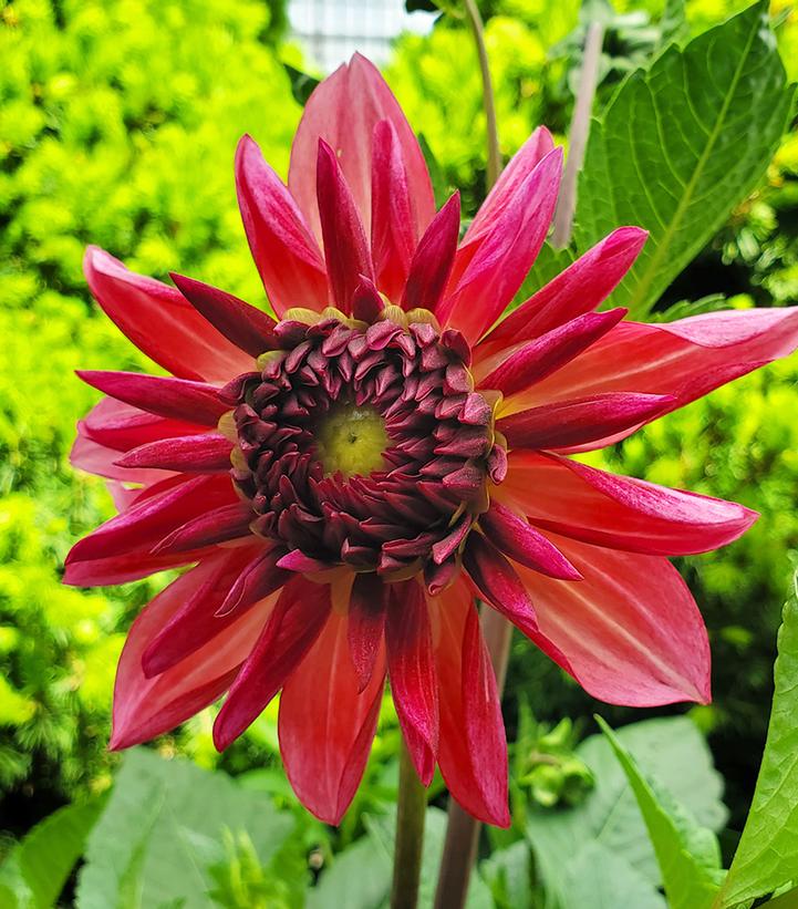 Dahlia 'Bacardi'