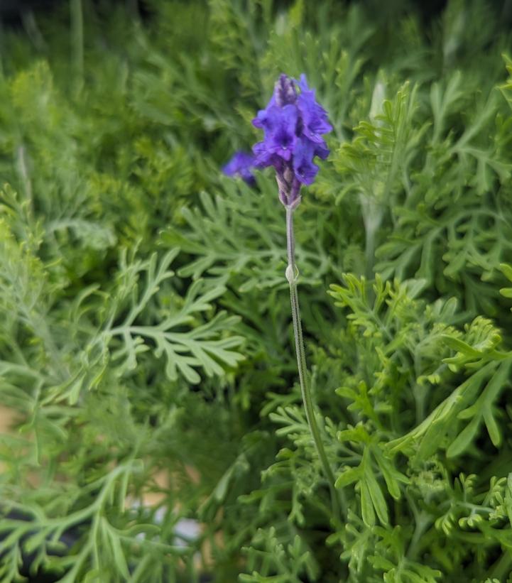 Lavandula pinnata 