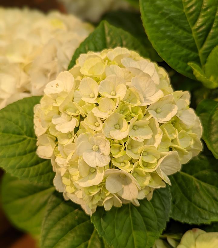 Hydrangea mac. Grin and Tonic™