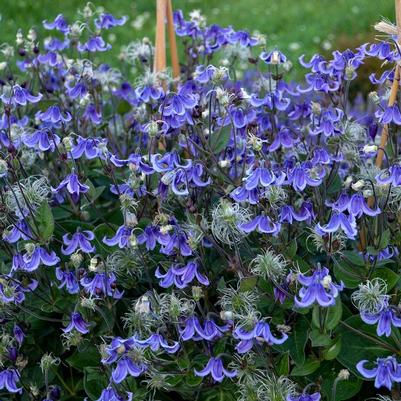 Clematis hybrid 'Stand by Me'