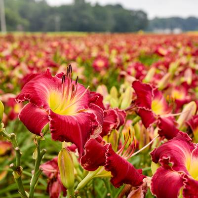 Hemerocallis RAINBOW RHYTHM® 'Blood Sweat and Tears'