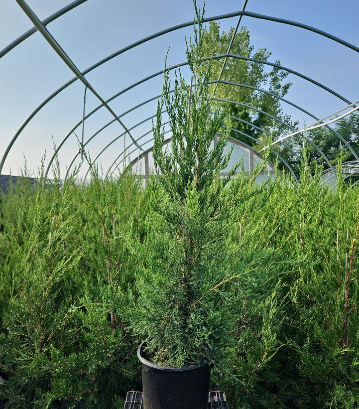 Juniperus c. Hetzii columnaris