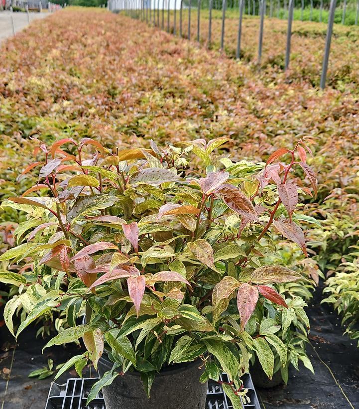 Leucothoe fontanesiana Rainbow